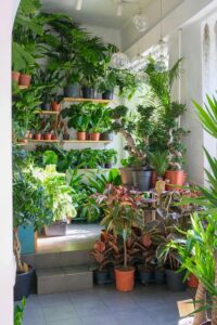 Planten binnenshuis: kamerplanten op vensterbank